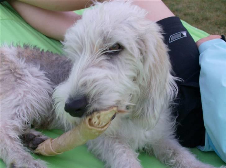 Petit basset griffon wendéen Jack billede 19