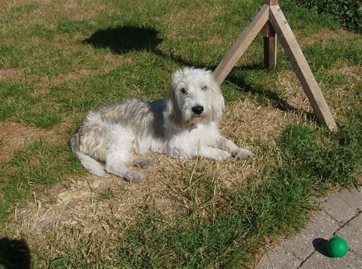 Petit basset griffon wendéen Jack billede 20