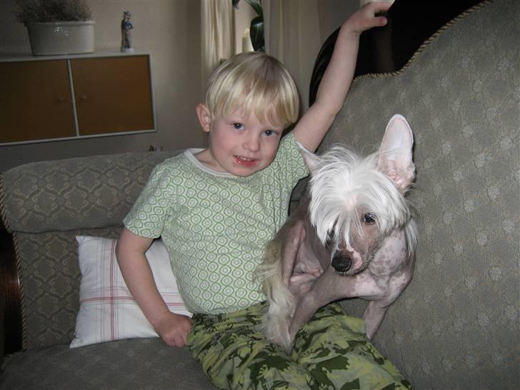 Chinese crested hårløs Shoeshine's Illo - 12) Illo og min lillebror billede 12