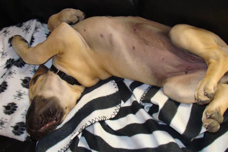 Grand danois Grand de feld´s Petit  billede 11