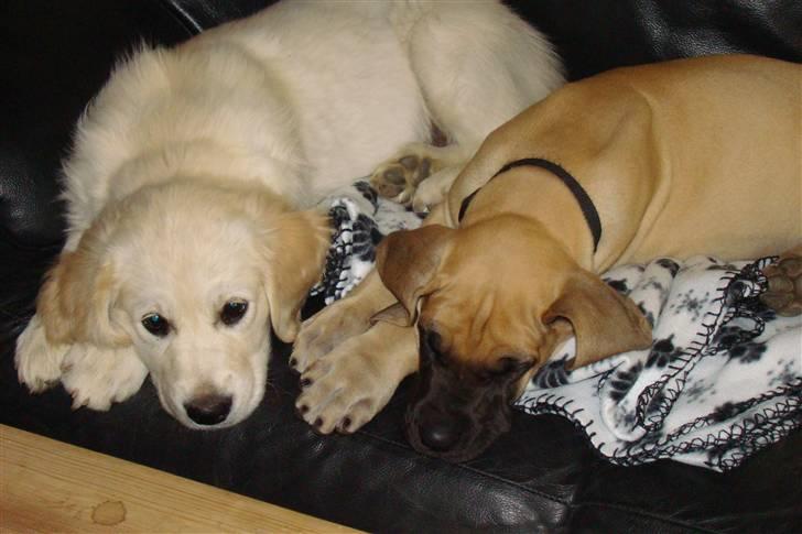 Grand danois Grand de feld´s Petit  billede 12