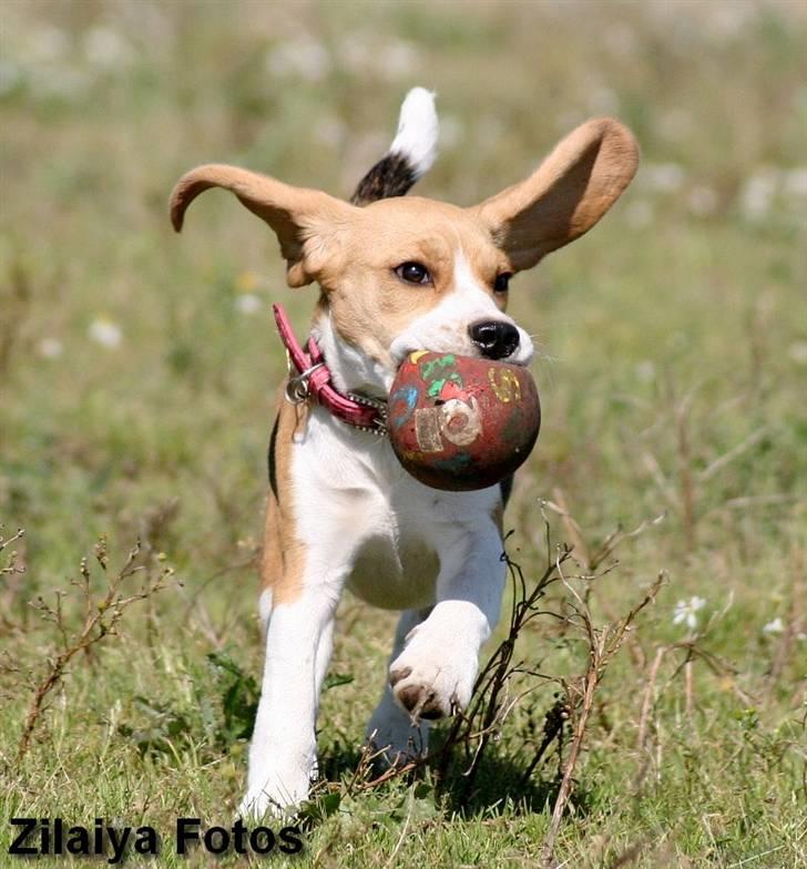 Beagle **Zila** - Wuhuuu.. Jeg flyver.. billede 14