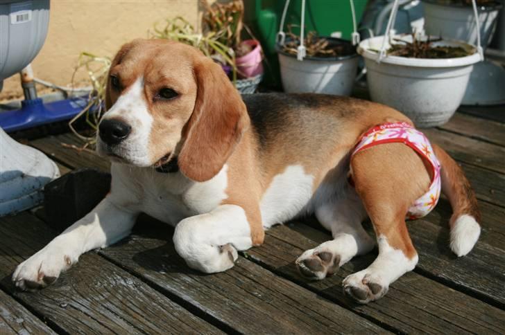 Beagle **Zila** - Pigetrusser str. 3-4 år kan også bruges ved løbetid ;o) billede 16