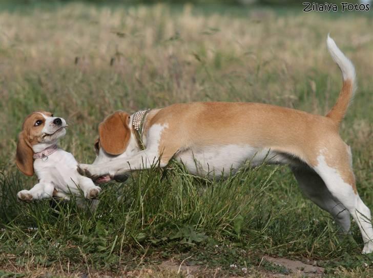 Beagle **Zila** - Oh no! Attack! billede 18