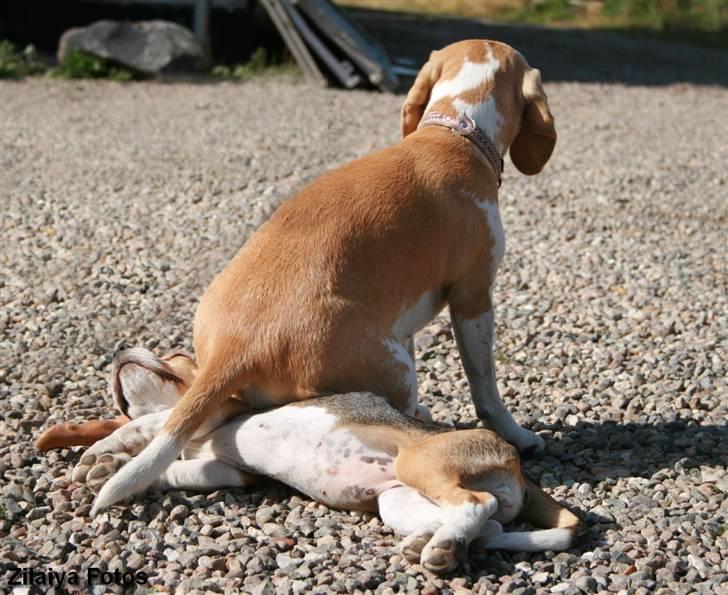 Beagle **Zila** - Hallo Aiya.. Du sidder faktisk på mig.. billede 19