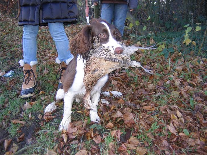 Engelsk springer spaniel Hannibal - Han fandt en død fasan og viste den så fint frem synes jeg, men stakkels fugl. billede 5