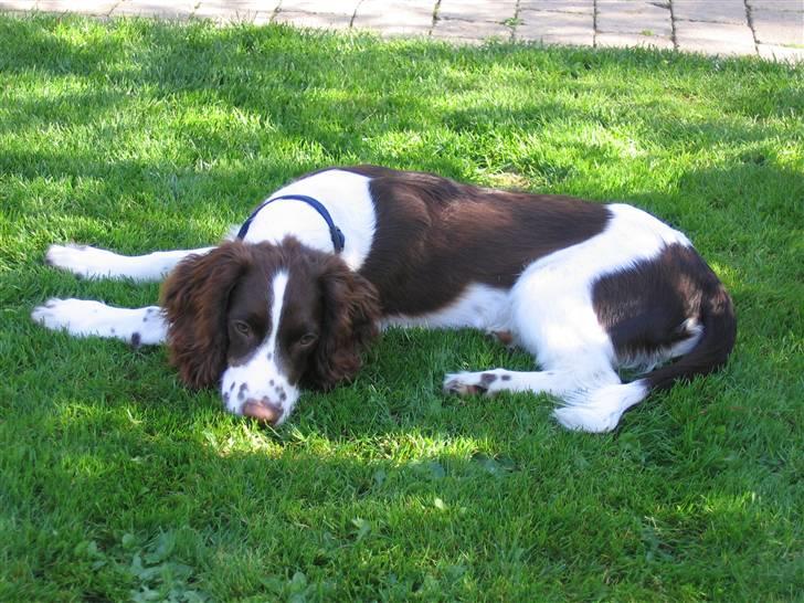 Engelsk springer spaniel Hannibal - Hannibal, når han sover. (: <3 billede 6