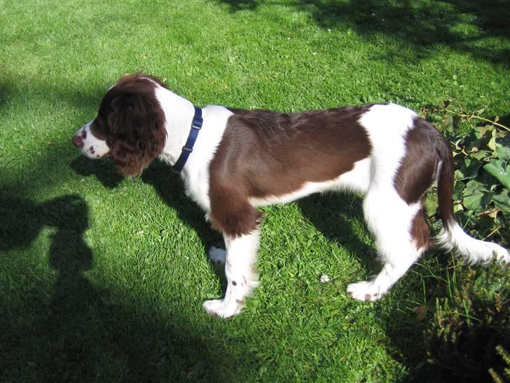Engelsk springer spaniel Hannibal - Hannibal igen. (: <3 ´- sådan ser han ud. billede 7