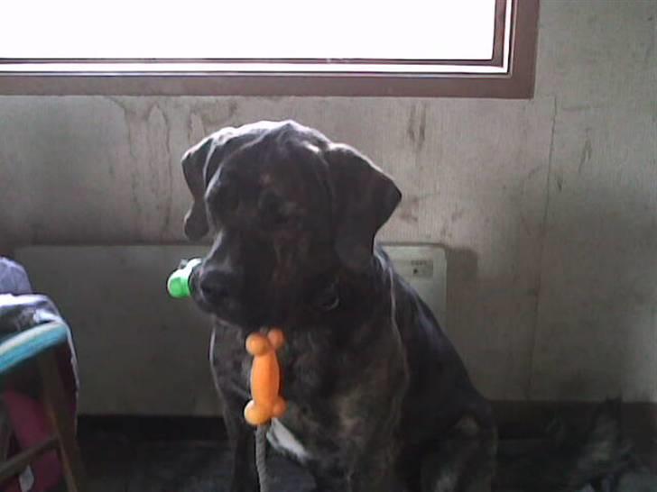 Blanding af racer junior billede 1