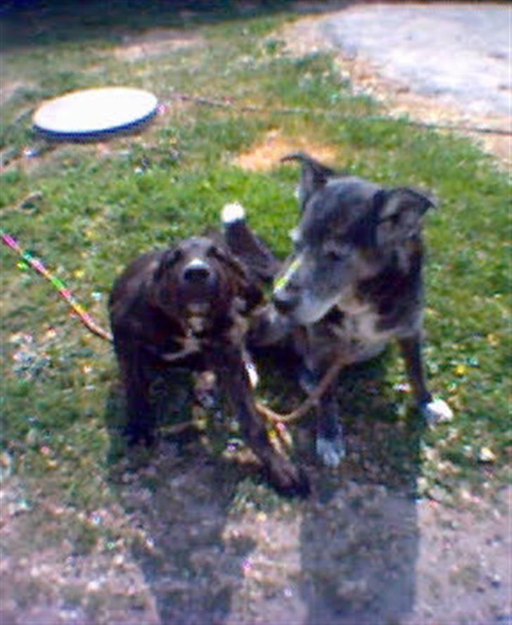 Blanding af racer junior billede 2