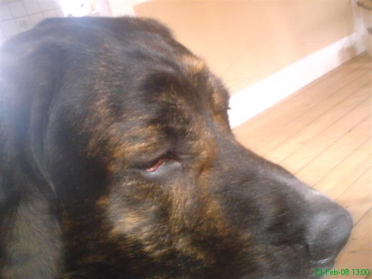 Blanding af racer junior billede 5