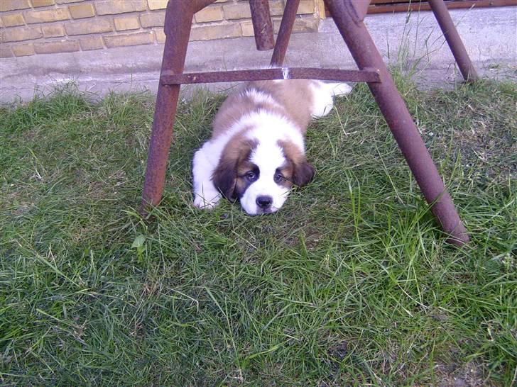 Sankt bernhardshund Cæsar - Så Lad Mig Dog Være I Fred, Jeg Er Træt :b billede 6