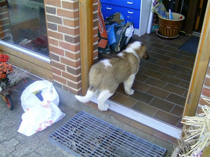Sankt bernhardshund Cæsar - Nå Er Det Så Mit Nye Hjem, Det Stort :) billede 8