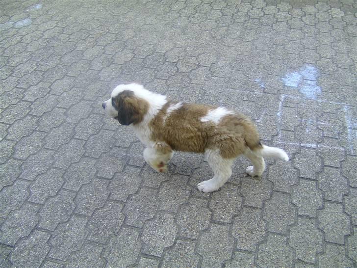 Sankt bernhardshund Cæsar - Han Studere Lige Terrænet billede 12