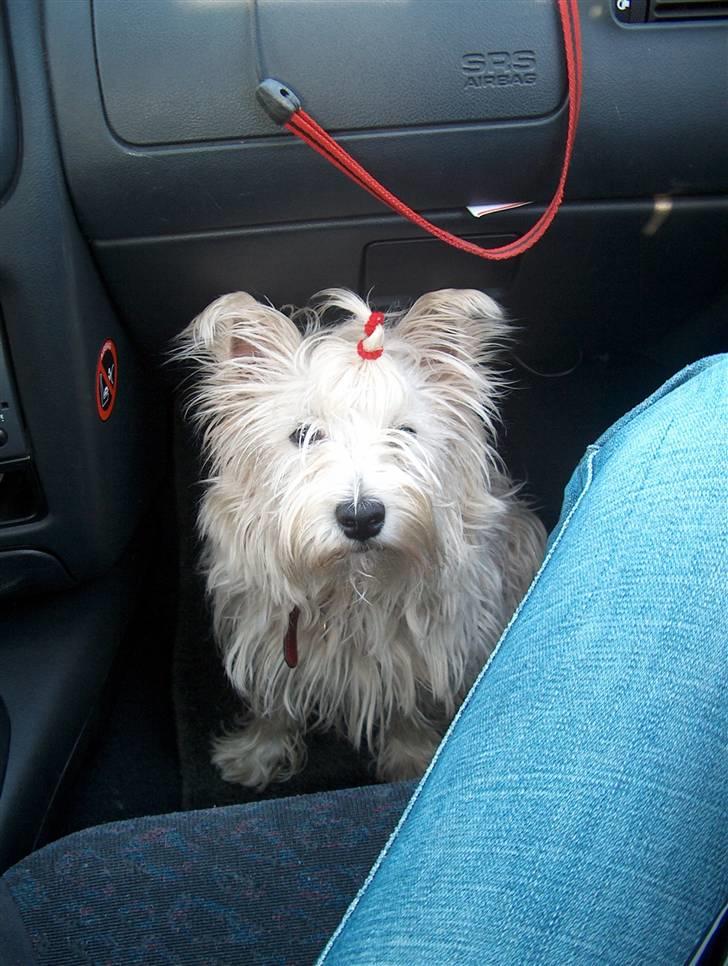 West highland white terrier Mollie *DØD* <3 - velkommen Til Mollies HG, Smid en bedømmelse og komentar ikk ? billede 1
