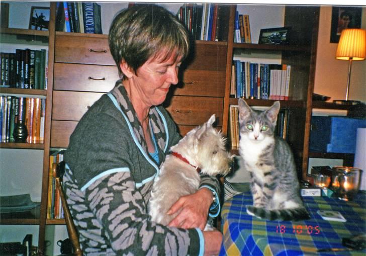 West highland white terrier Mollie *DØD* <3 - Mollie ligger og sover med MisMads(min kusines mis) billede 2