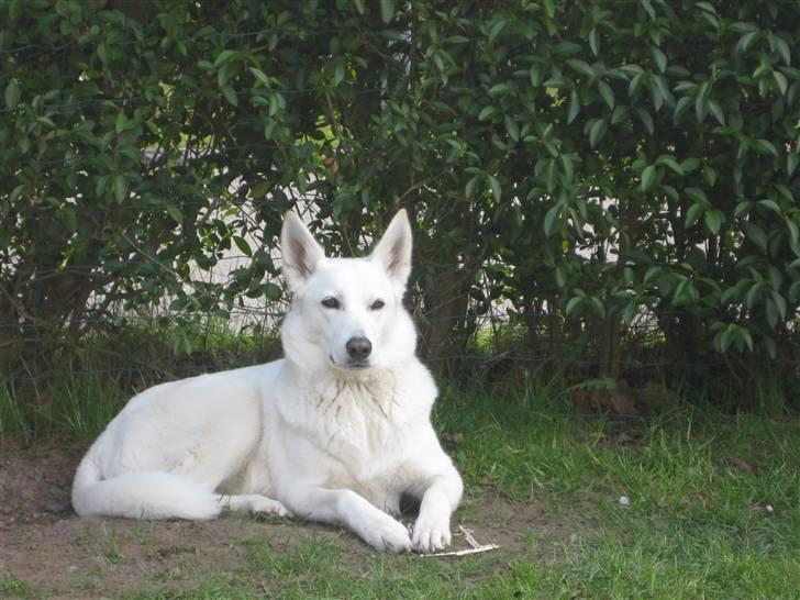 Blanding af racer Buffie billede 2