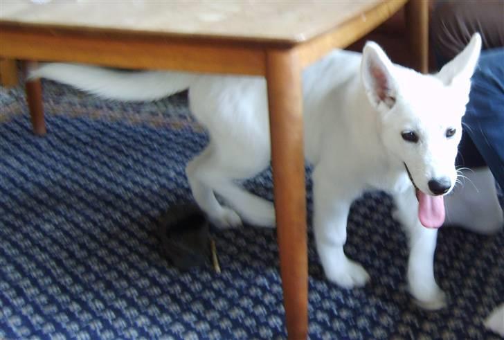 Blanding af racer Buffie billede 3