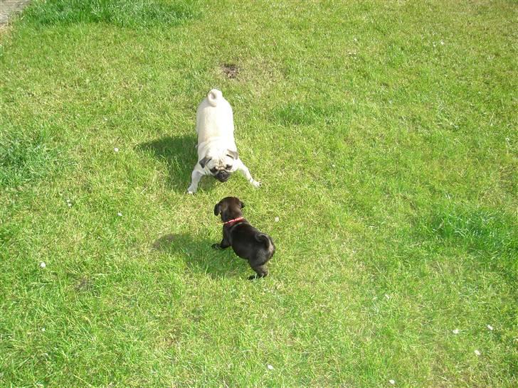 Mops Qiah Thilde - Taya & Thilde, dagen efter Thilde er kommet hjem til os og bo :o) De hygger sig. billede 14