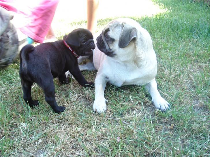 Mops Qiah Thilde - Mys mys <3 billede 15