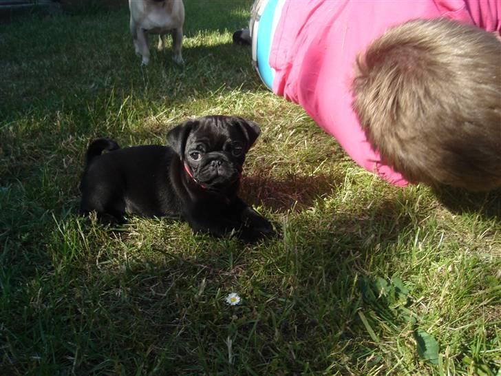 Mops Qiah Thilde billede 16