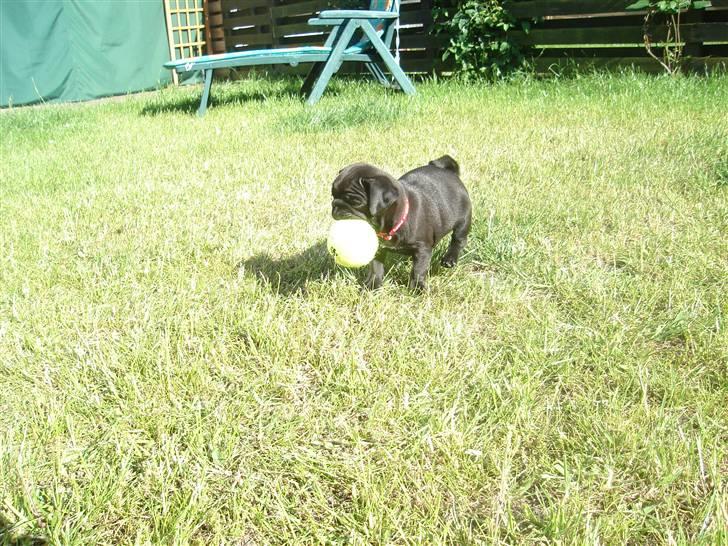 Mops Qiah Thilde billede 17