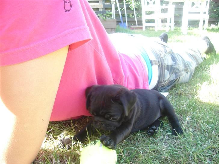 Mops Qiah Thilde billede 18