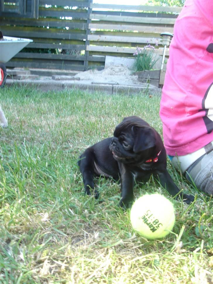 Mops Qiah Thilde billede 19