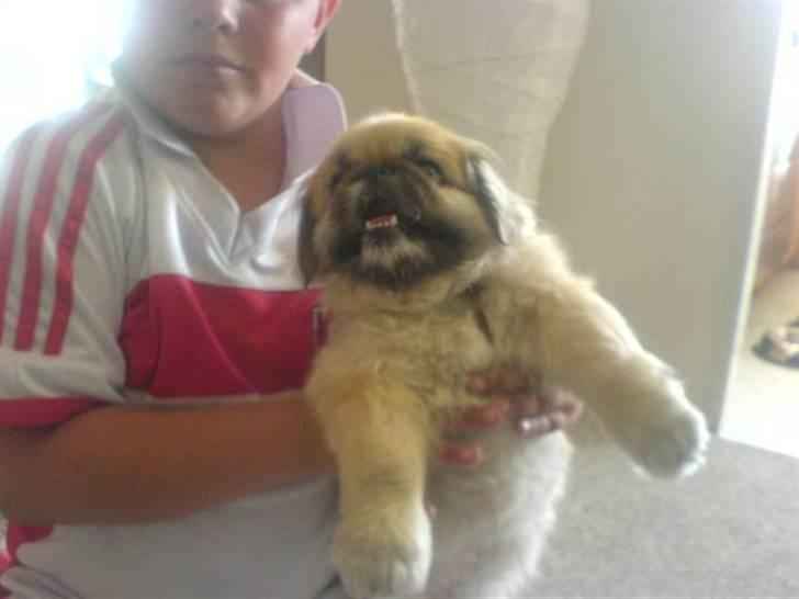 Pekingeser Line R.I.P Min skat - line er blevet klippet hiih billede 18