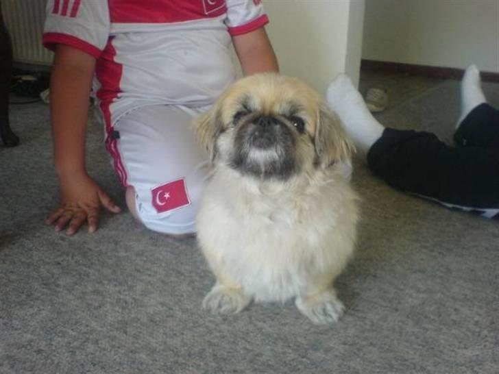 Pekingeser Line R.I.P Min skat - ihh så fin billede 19