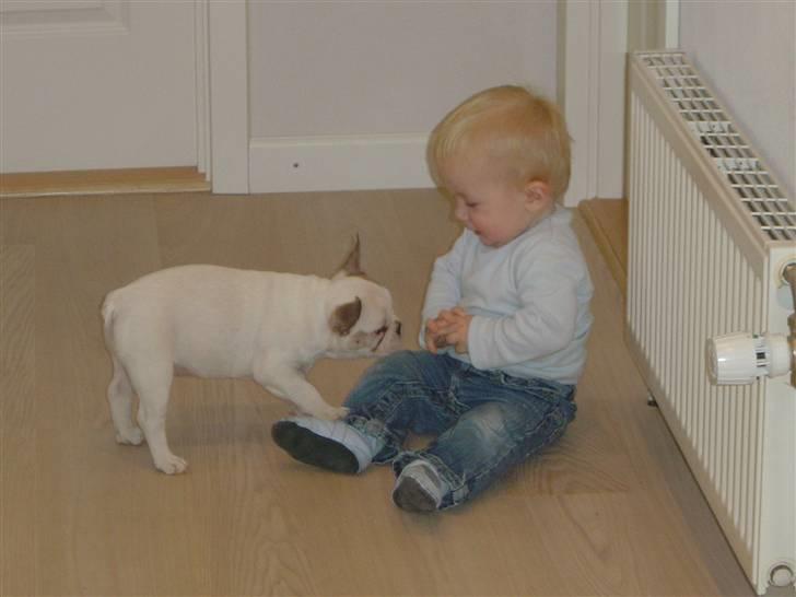 Fransk bulldog Carla - Første møde med Rasmus´s nevø. Carla var sød og blid. billede 13
