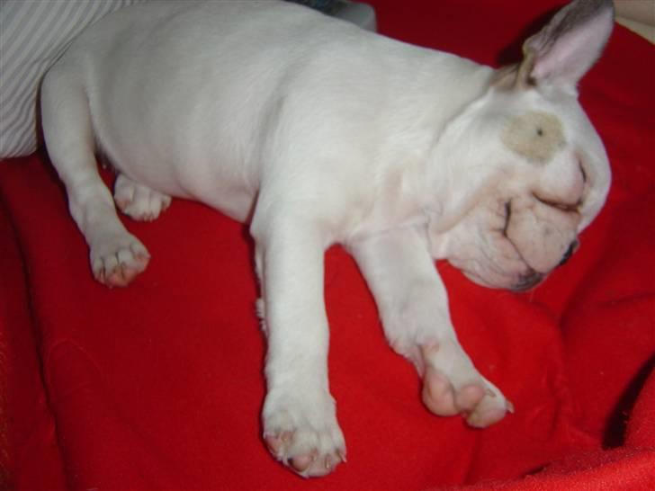Fransk bulldog Carla - Udmattet... Eller bare doven og snorkende... billede 14
