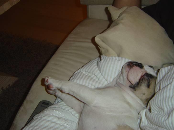 Fransk bulldog Carla - Nyder lige livet... billede 15