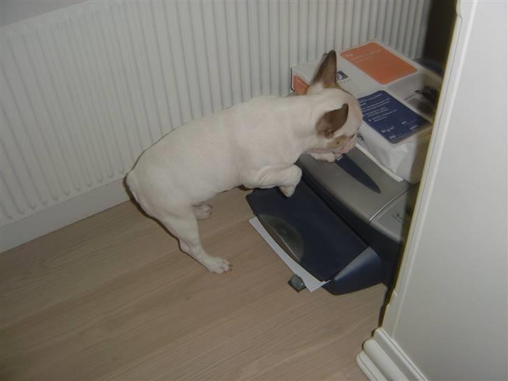 Fransk bulldog Carla - Hendes nye ven, printeren... Den siger nemlig sjove lyde... Og så kan man stjæle det papir der kommer ud af den, og stikke af... billede 16