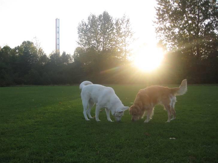 Blanding af racer Buffie billede 4