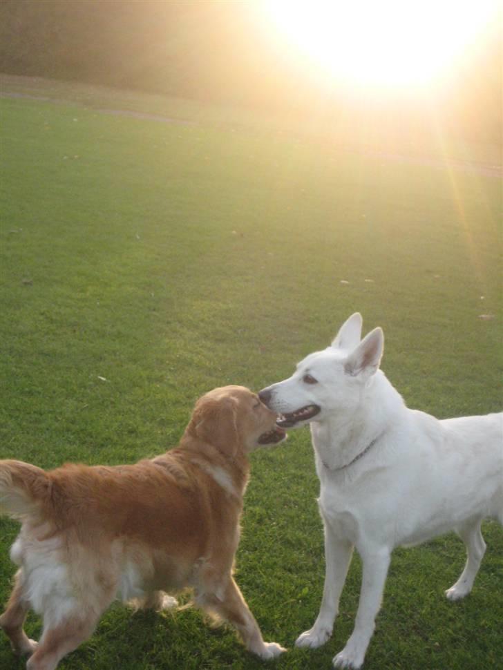 Blanding af racer Buffie billede 5