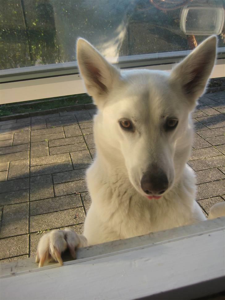 Blanding af racer Buffie - Moar, har i glemt mig?! billede 6