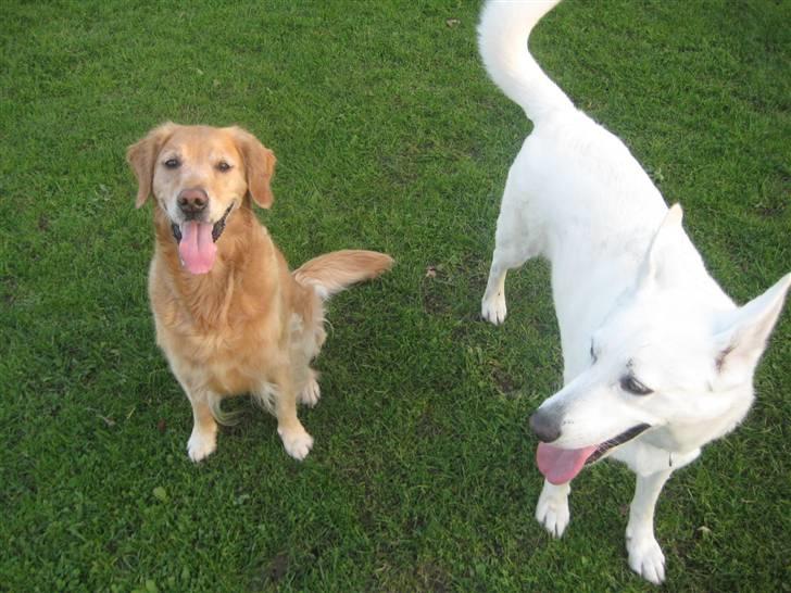 Blanding af racer Buffie billede 7