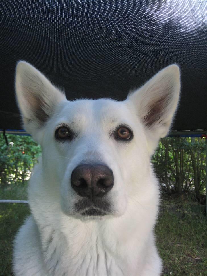 Blanding af racer Buffie billede 8