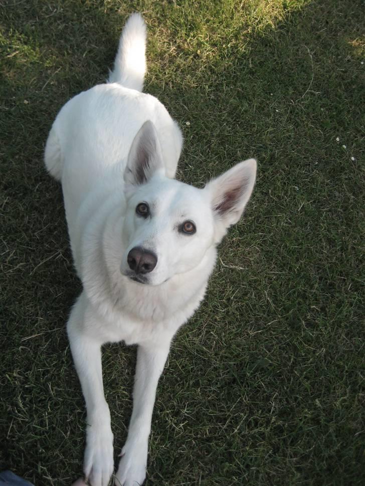 Blanding af racer Buffie billede 9