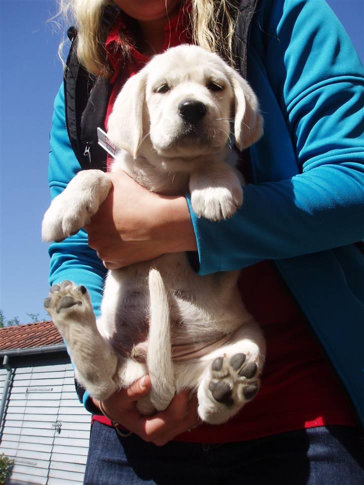 Golden retriever /Labrador Basse * DU ER SAVNET * - Det er hårdt at være 8 uger :) Oppe hos Bine. billede 4