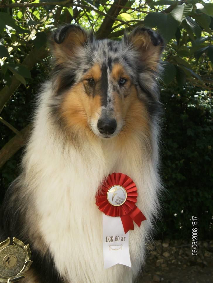 Collie langhåret Wendy - Wendy d. 6/6-08. billede 12