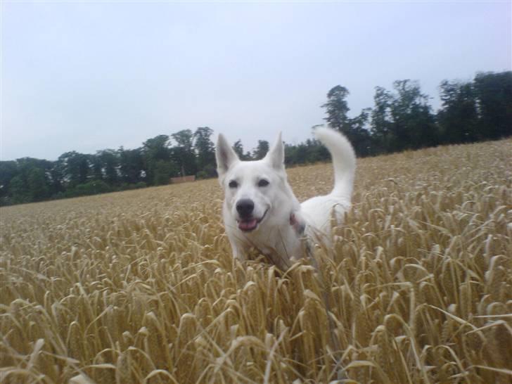 Blanding af racer Buffie billede 10