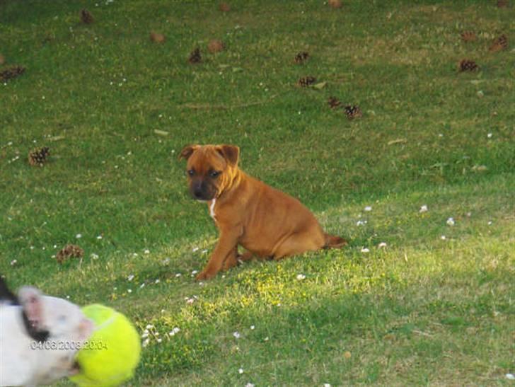 Staffordshire bull terrier Wilma billede 13