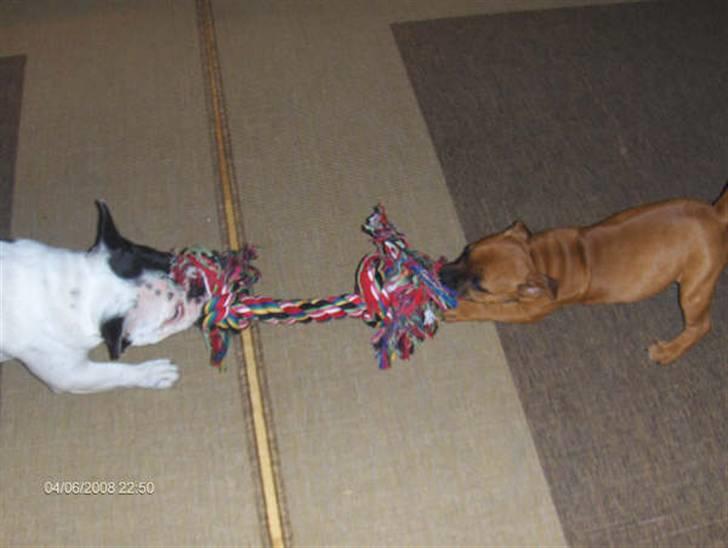 Staffordshire bull terrier Wilma billede 14