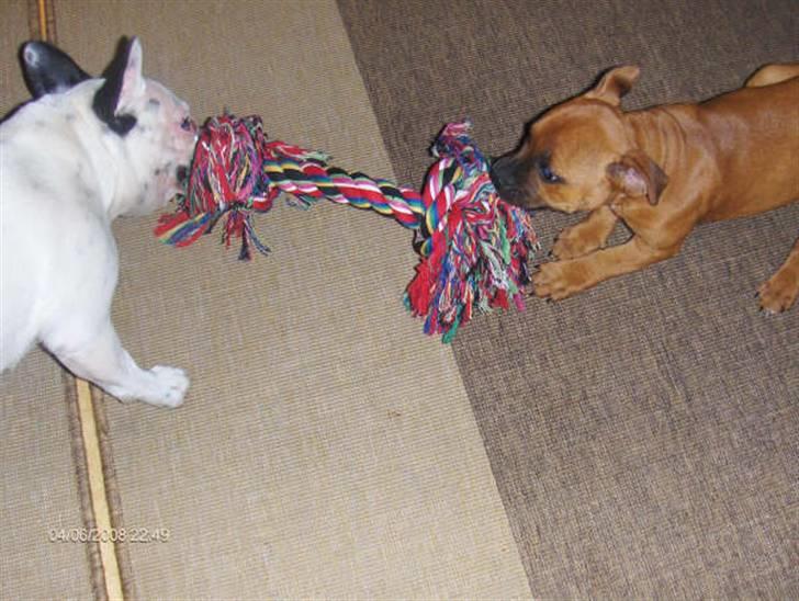 Staffordshire bull terrier Wilma billede 15