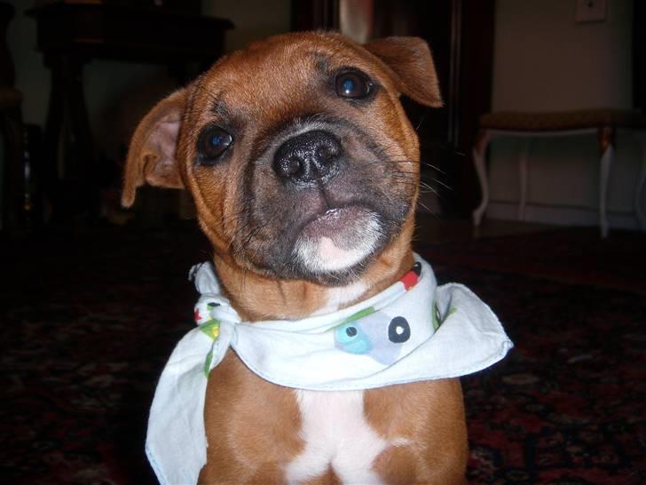 Staffordshire bull terrier Wilma billede 16