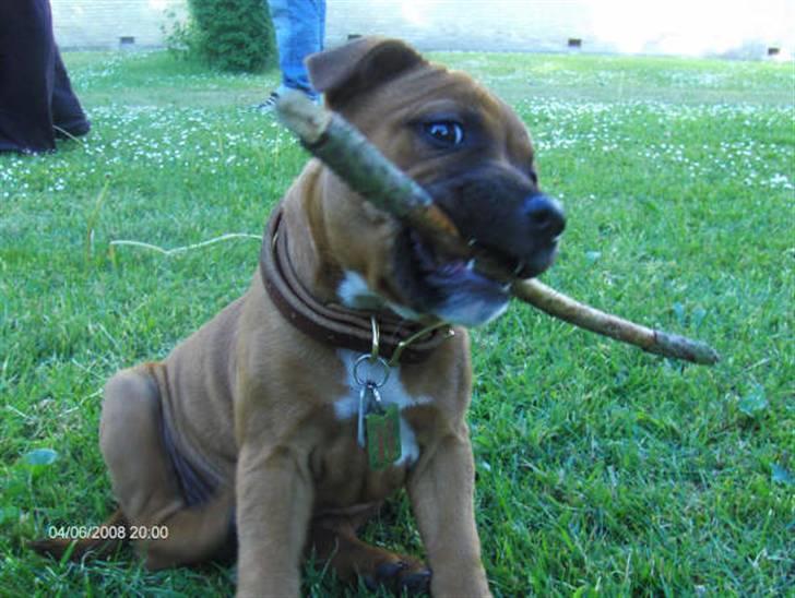 Staffordshire bull terrier Wilma billede 17