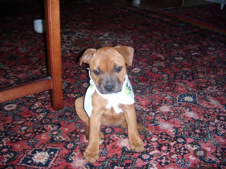 Staffordshire bull terrier Wilma billede 18