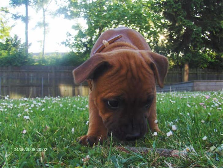 Staffordshire bull terrier Wilma billede 19